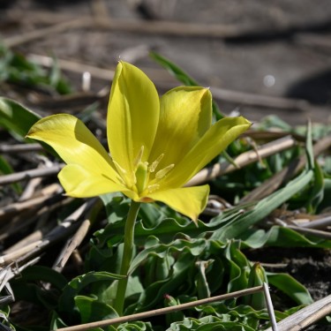 Tulipa zonneveldii