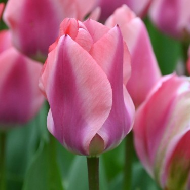 Tulipa 'Purple Purissima'