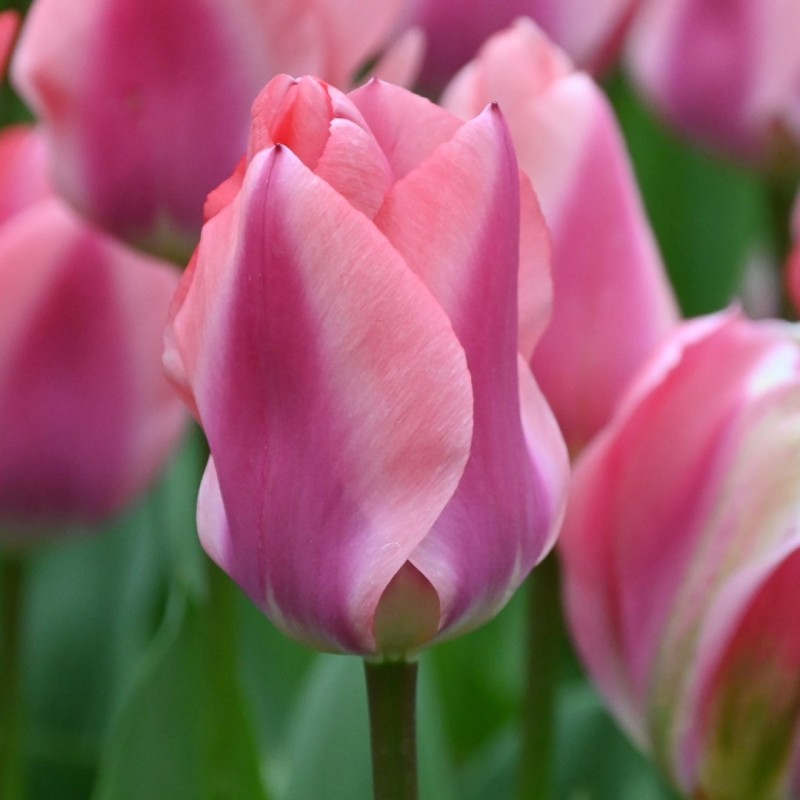 Tulipa 'Purple Purissima'