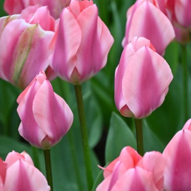 Tulipa 'Purple Purissima'