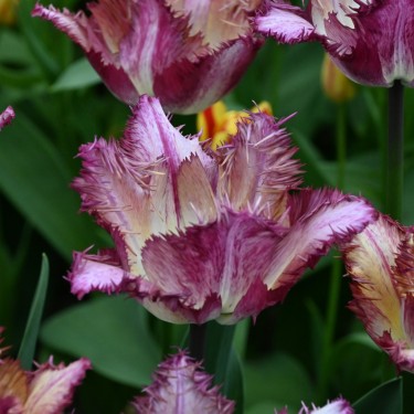 Tulipa 'Colour Fusion'®