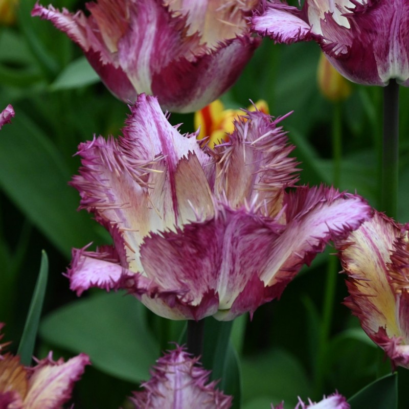 Tulipa 'Colour Fusion'®