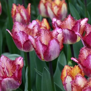 Tulipa 'Colour Fusion'®
