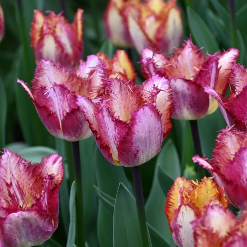 Tulipa 'Colour Fusion'®