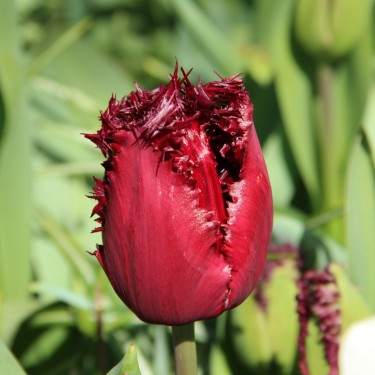 Tulipa 'Labrador'