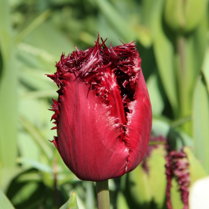 Tulipa 'Labrador'