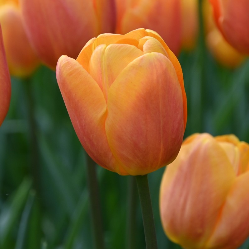 Tulipa 'Bellville'