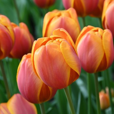 Tulipa 'Bellville'
