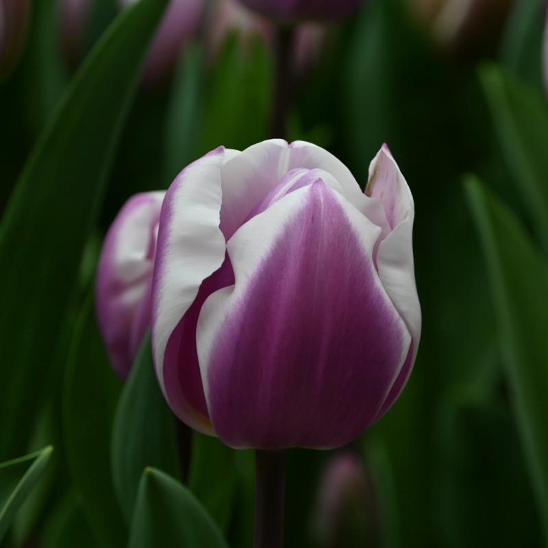 Tulipa 'Librije'