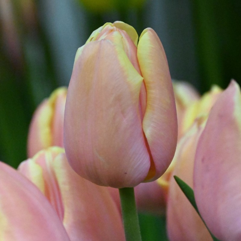 Tulipa 'Mango Charm'