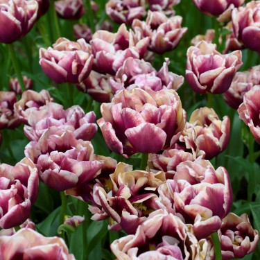 Tulipa 'Wyndham'