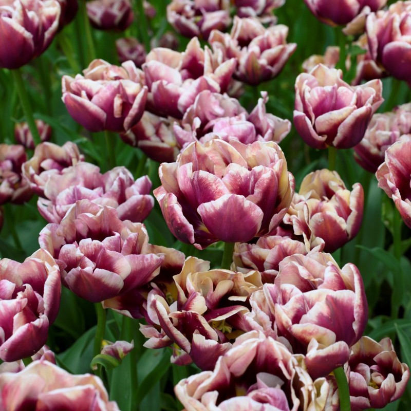 Tulipa 'Wyndham'
