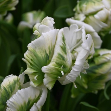 Tulipa 'Super Parrot' ®