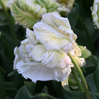 Tulipa 'Super Parrot' ®