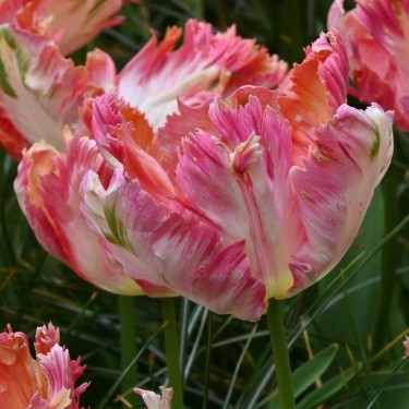 Tulipa 'Apricot Parrot'