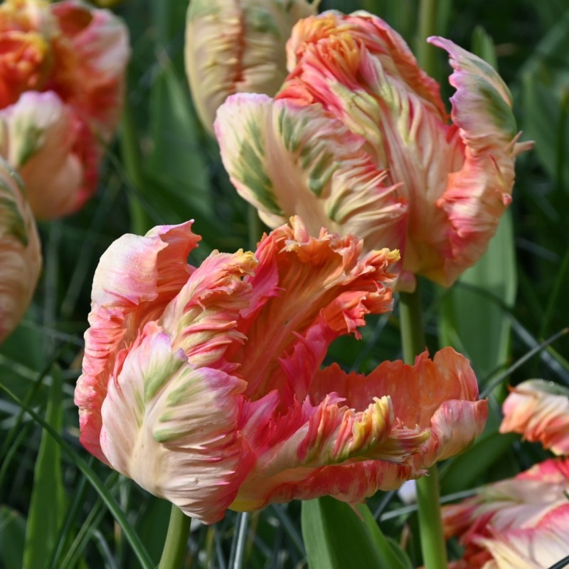 Tulipa 'Apricot Parrot'