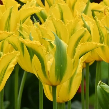 Tulipa 'Green Mile'
