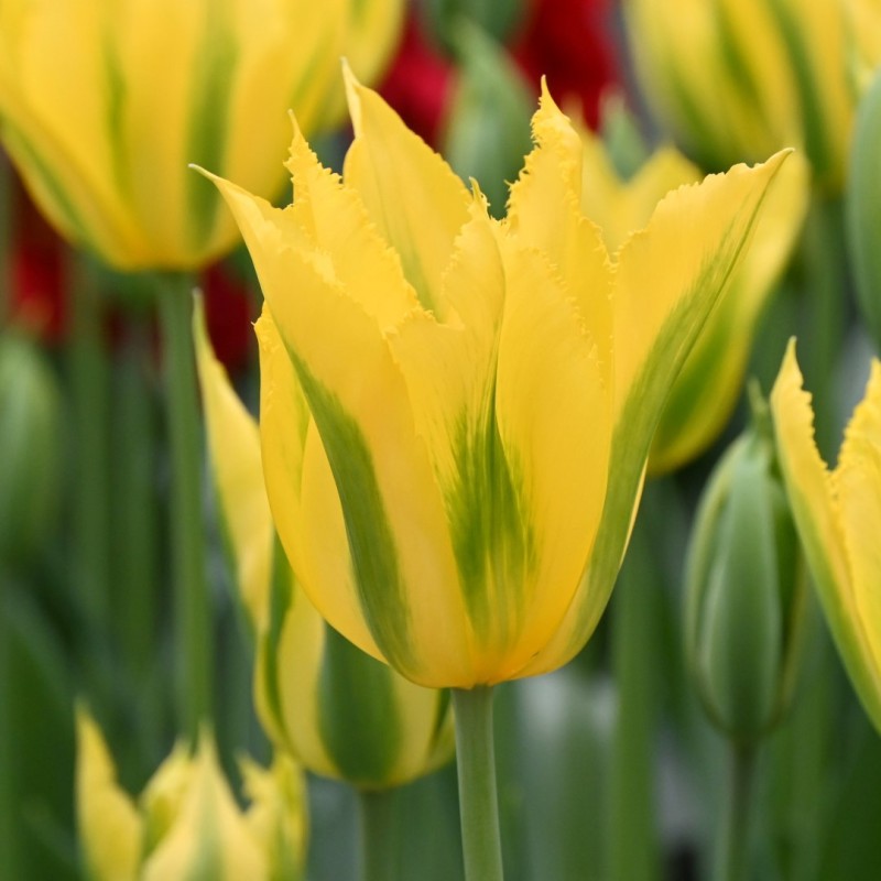 Tulipa 'Green Mile'