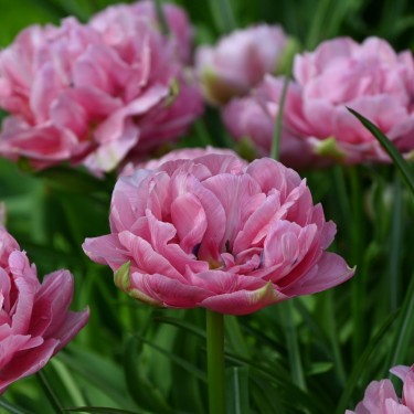 Tulipa 'Aveyron'