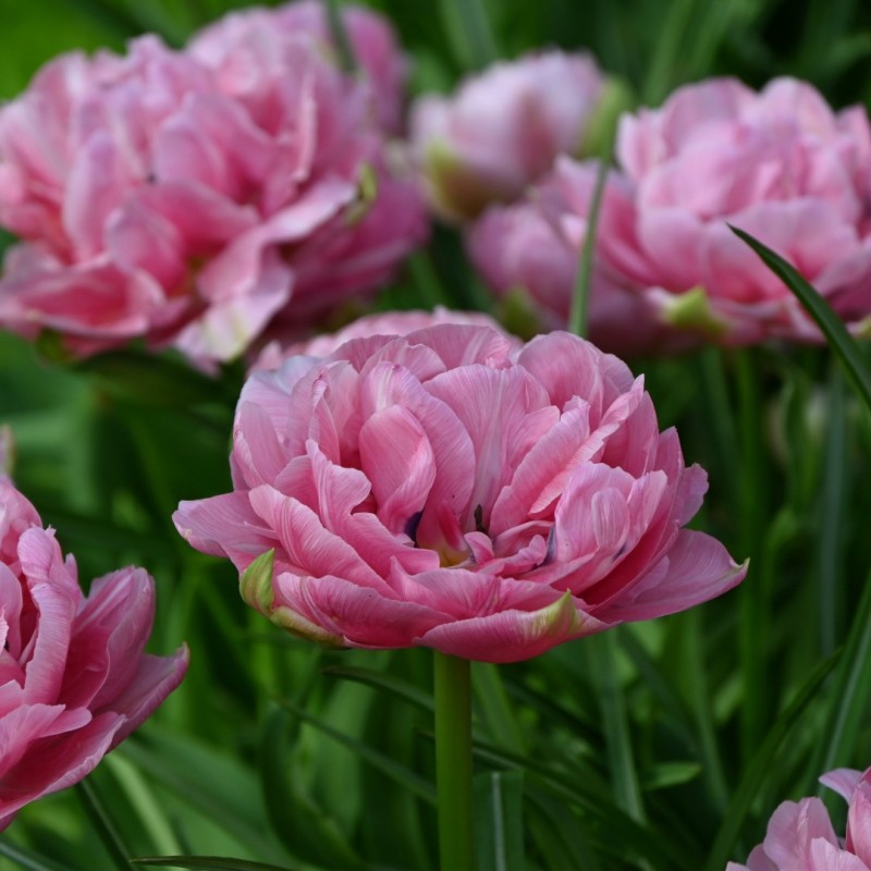 Tulipa 'Aveyron'