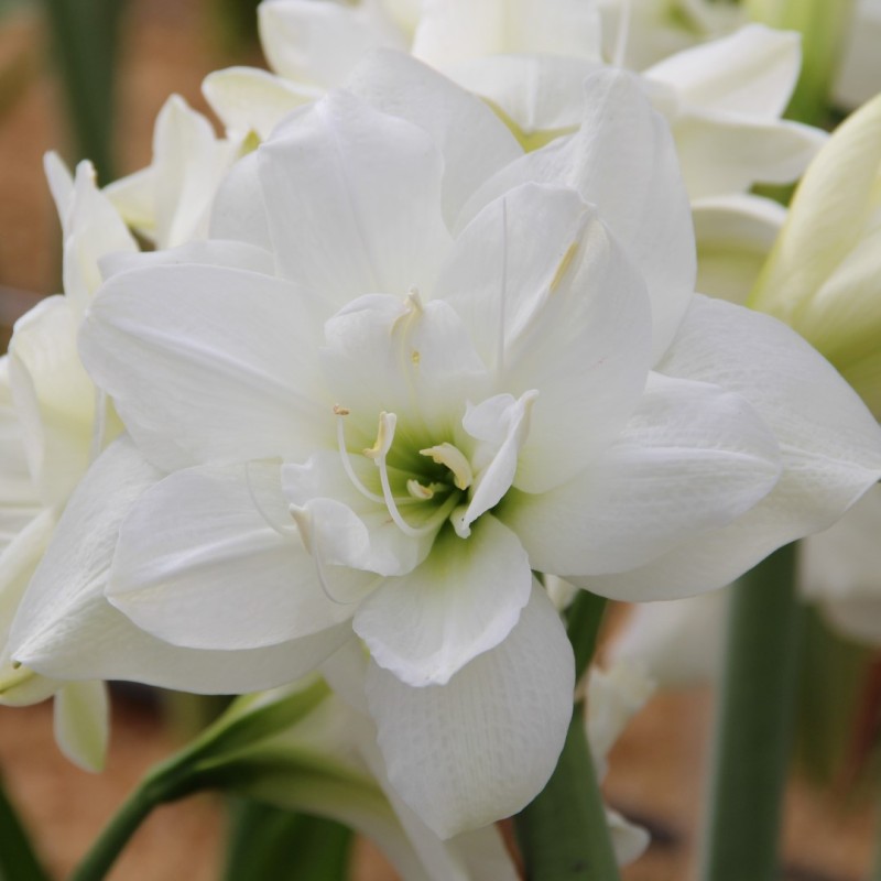 Hippeastrum 'Akiko'® 