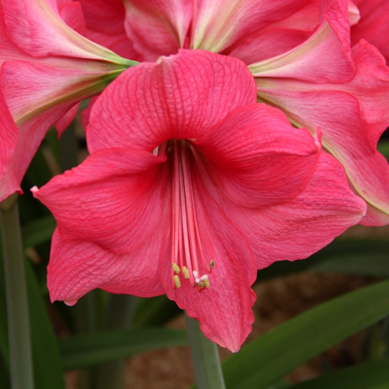 Hippeastrum 'Pink Surprise'
