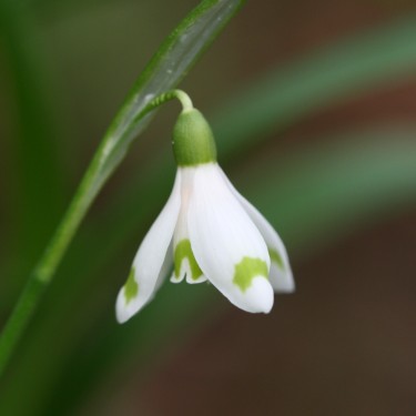 Galanthus 'Cider with Rosie'