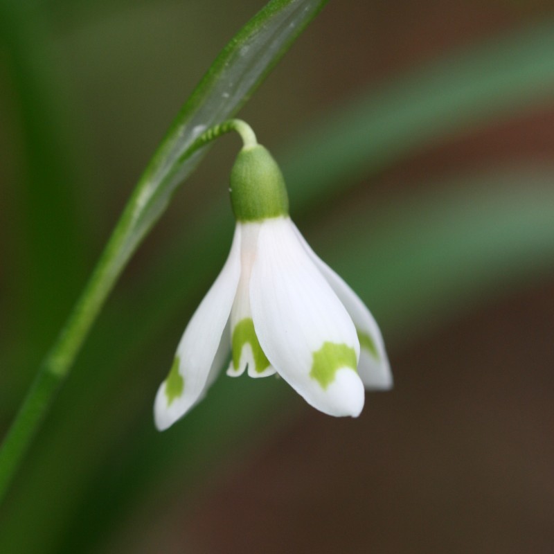 Galanthus 'Cider with Rosie'