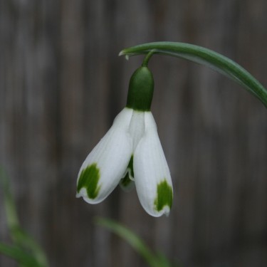 Galanthus 'Green of Hearts'