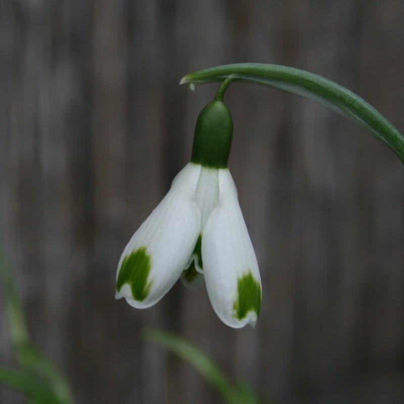 Galanthus 'Green of Hearts'