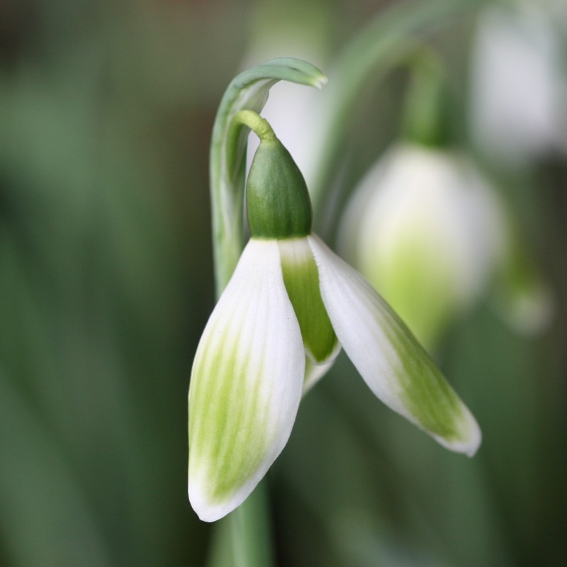 Galanthus 'Kryptonite'