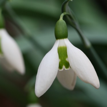 Galanthus 'Anglesey Orange Tip'