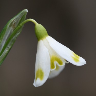 Galanthus 'Midas'