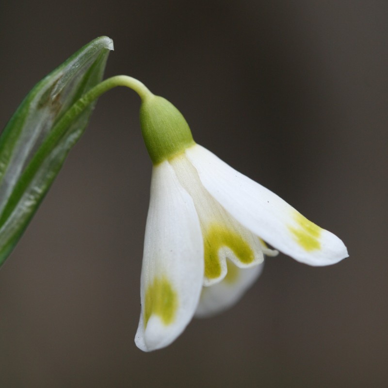 Galanthus 'Midas'