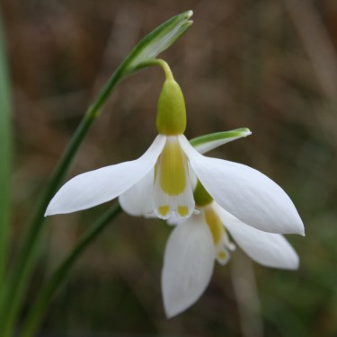 Galanthus 'Ronald Mackenzie'