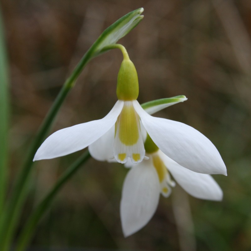Galanthus 'Ronald Mackenzie'