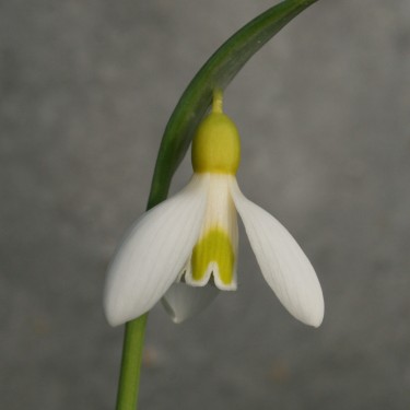 Galanthus 'Sarah Dumont'