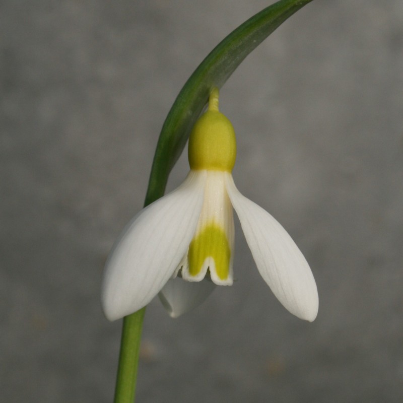 Galanthus 'Sarah Dumont'