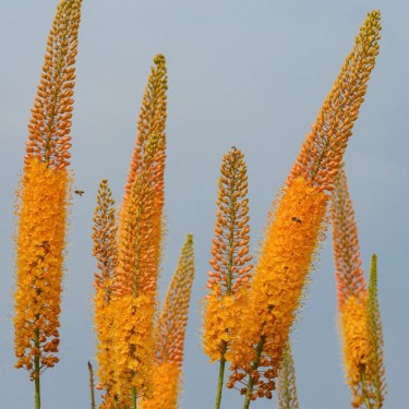 Eremurus 'Pinokkio'