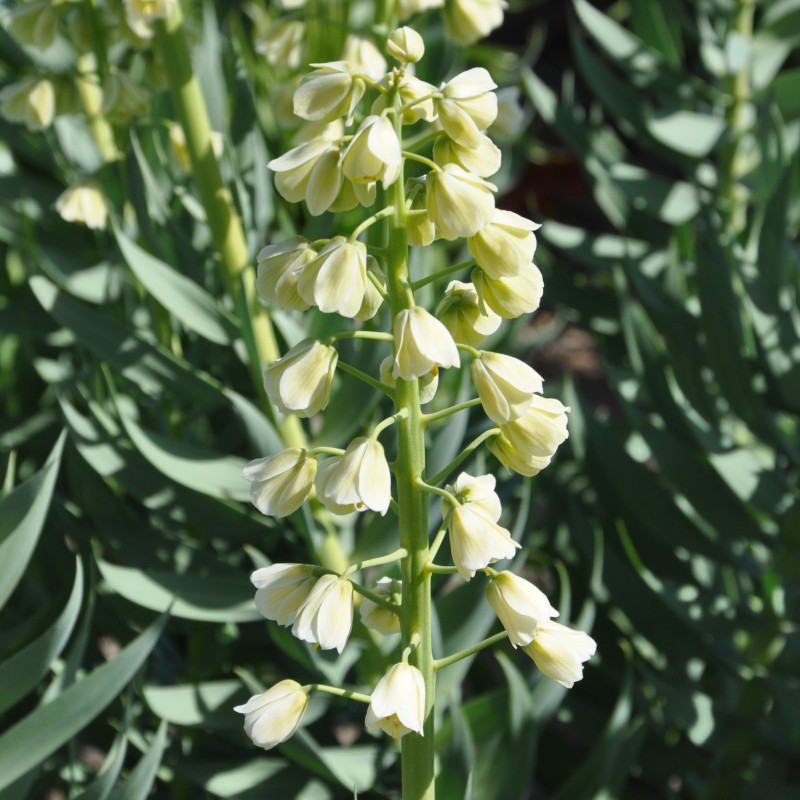 Fritillaria persica 'Ivory Bells'