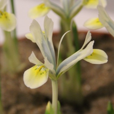 Iris reticulata 'Sunbeam'