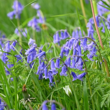 Hyacinthoides non-scripta