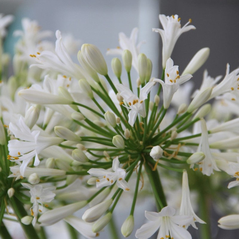 Agapanthus 'Polar Ice'