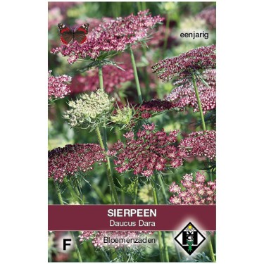 Daucus carota 'Dara' -zaden-