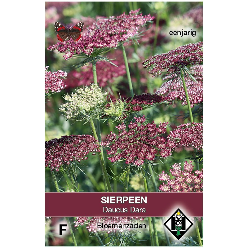 Daucus carota 'Dara' -zaden-