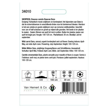 Daucus carota 'Dara' -zaden-