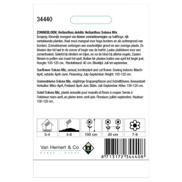 Helianthus debilis 'Soluna Mix' -zaden-