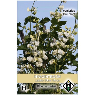 Lablab purpureus 'Silver Moon' -zaden-