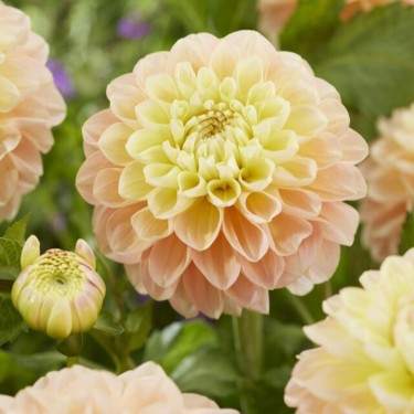 Dahlia 'Honey Dew'