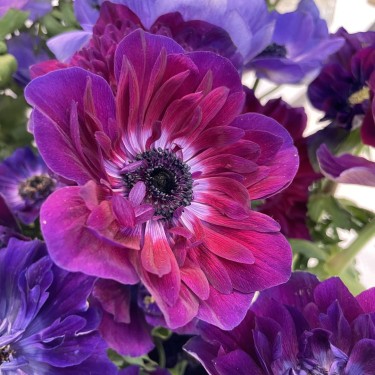Anemone coronaria MISTRAL® 'Bordeaux'